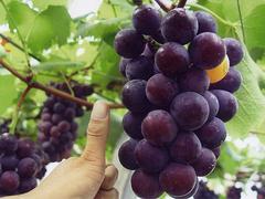 葡萄苗培育基地葡萄种植基地葡萄新品种葡萄苗木基地