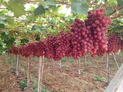 专业的葡萄新品种——徐州守信葡萄种植基地_专业妮娜皇后葡萄供应商