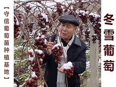 安庆葡萄新品种——高质量的冬雪葡萄苗出售