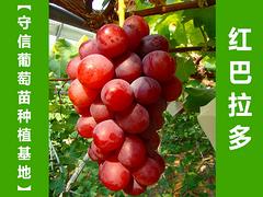 葡萄种植基地代理加盟——有创意的葡萄种植基地