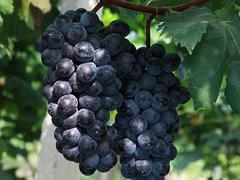鼓楼早熟品种黑色甜菜葡萄苗 好种植的早熟特大粒黑色甜菜葡萄优选徐州守信葡萄种植基地