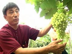 供应江苏新型青提葡萄苗|葡萄种植基地出售