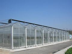山东超值的文洛玻璃温室|yz文洛玻璃温室