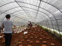 南宁食用菌种植大棚价格|南宁食用菌种植大棚报价