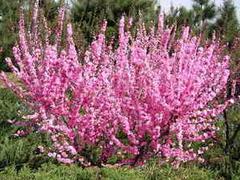 想要高纯度榆叶梅就来青州祺祥花卉苗木|园林绿化苗木