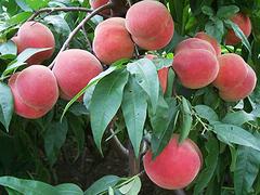 成活率高的映霜红桃苗出售，供应映霜红桃