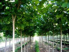 榆叶梅专业供应商——优质的绿化苗木
