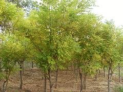榆叶梅专业供应商——优质的绿化苗木