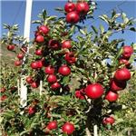 脱毒矮化苹果苗，矮化美国八号苹果苗，矮化富士王苹果苗临沂矮化苹果苗基地