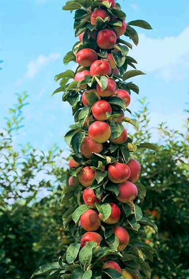 柱状苹果苗，柱状苹果苗嫁接方法，柱状苹果苗管理技术