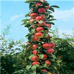 柱状苹果苗，柱状苹果苗嫁接方法，柱状苹果苗管理技术