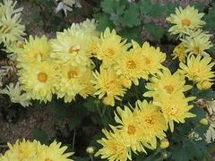山西宿根花卉——潍坊口碑好的地被菊提供商