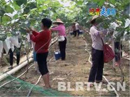 质量优的广东葡萄套袋生产厂家推荐，广东葡萄套袋代理