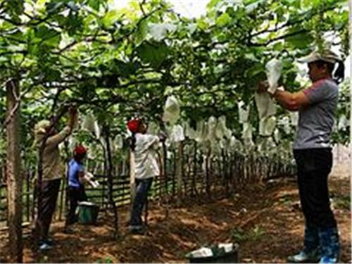规模大的海南葡萄套袋生产厂家推荐，葡萄套袋厂家