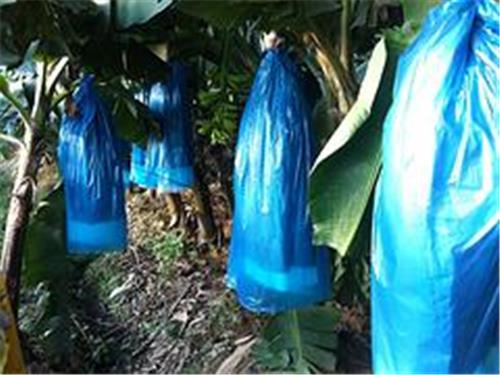 茂名香蕉袋：山东具有口碑的广东香蕉套袋厂家
