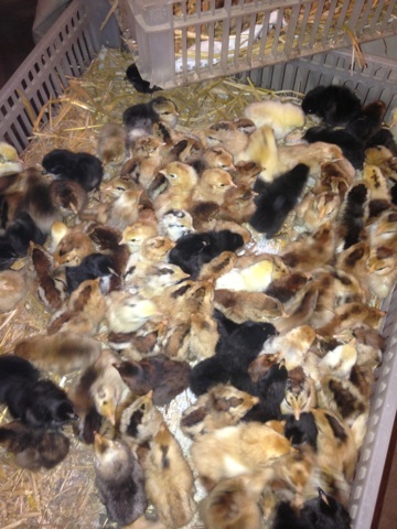 山东土鸡苗孵化基地，土鸡苗孵化成活率高，批发价格低，欢迎订购