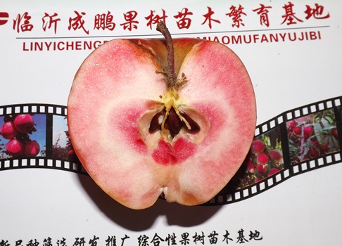 贵州【红肉苹果苗基地】专业种植批发，基地实力创造价值