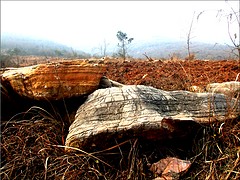 荆门地区有品质的园林景观石——推荐钟祥园林景观石