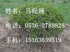 【高密白蜡】高密白蜡苗木 高密白蜡种植 高密白蜡价格