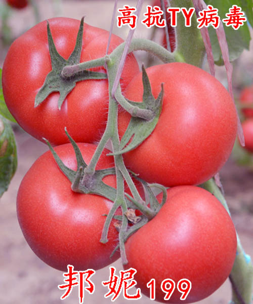 邦妮 199--早春西红柿种子