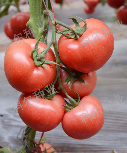 邦妮 199--早春西红柿种子