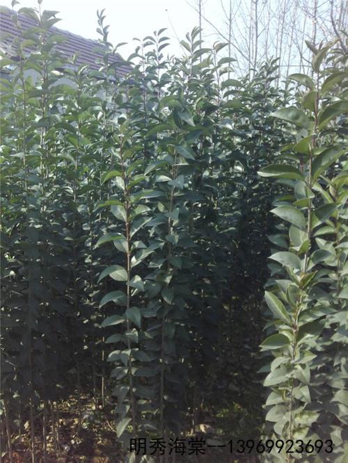 苏州大叶女贞苗基地专业提供生态农产品，让您种植的安心