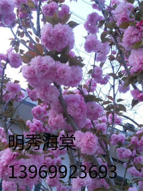 专业种植山东樱花小苗基地在举国上下欢庆新春来临之际给佳节优惠