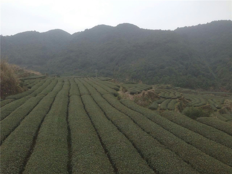 【图】白芽奇兰茶批发（厂家）-白芽奇兰茶加盟-福建海山茶业