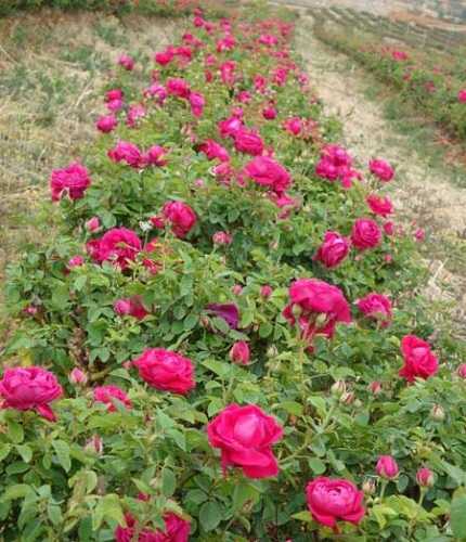 河北四季玫瑰种植基地|绿源苗木