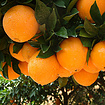 采购优惠的梦江南脐橙就找梦江南实业投资有限公司，梦江南脐橙富硒脐橙