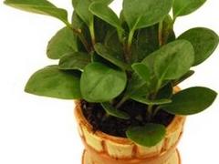 众芳园艺专业提供信誉好的植物租赁：江汉植物租赁