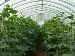 蔬菜温室大棚首推北方园艺温室：蔬菜温室大棚建造