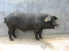 山东黑猪苗价格——供应各种规格黑猪苗