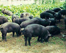 潍坊口碑好的放养黑猪报价，临朐哪里有放养黑猪