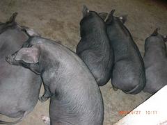 潍坊口碑好的放养黑猪报价，临朐哪里有放养黑猪