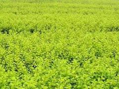 山东专业的孔雀草生产基地 孔雀草供应