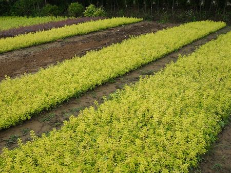 红梅价格 红梅供应 红梅种植基地 红梅