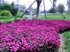 青州金光菊种植基地：山东哪里有出售荷兰菊