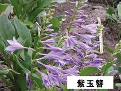 水生植物价格：抢手的紫玉簪市场价格