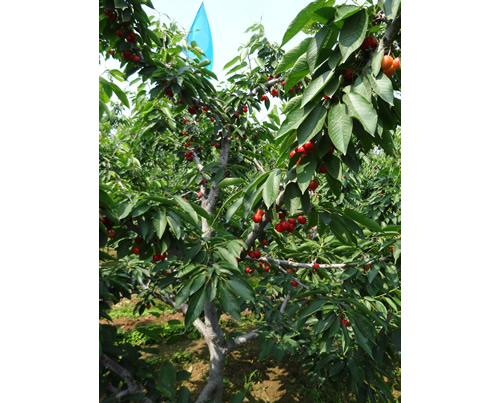 吉塞拉五年成品小苗价格，想要精品吉塞拉五年成品树就来红彤苗木