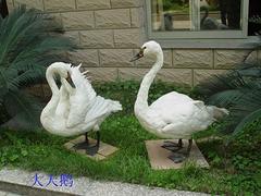哪里有卖实惠的鸟类剥制标本——北京动物标本