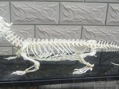 福州森艺生态提供销量好的骨骼标本：澳门动物标本