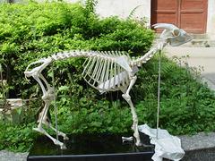 想买实惠的骨骼标本，就到福州森艺生态——重庆骨骼标本
