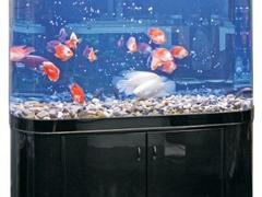 畅销生态鱼缸在潍坊有售——临朐生态鱼缸