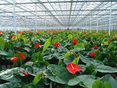 供应潍坊优质的花卉大棚 耐用的育苗温室