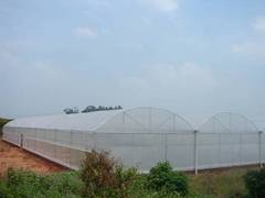 供应潍坊优质的花卉大棚 耐用的育苗温室