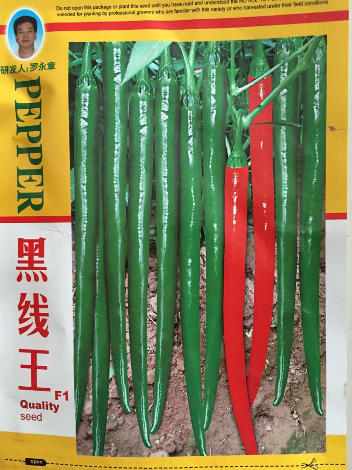 辣椒种子 香辣三号辣椒种子  辣椒种子价格---绿兴种苗