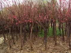 红叶碧桃种植基地——品种好的红叶碧桃出售