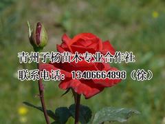 子杨苗木合作社专业供应宿根地被|优质宿根花卉