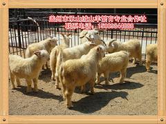 辽宁绒山羊种用公羊 信誉好的承山绒山羊供应商就在营口